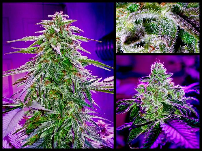 LED Technik: Der Durchbruch in der Cannabis Beleuchtung Die Verschiedenen Arten Von Lampen Für Cannabis: Vor Und